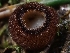  (Humaria sp. hemisphaerica-PNW01 - HAY-F-000738)  @11 [ ] by (2023) Mandy Hackney Fungal Diversity Survey