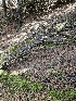  ( - HAY-F-000738)  @11 [ ] by (2023) Mandy Hackney Fungal Diversity Survey