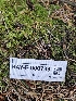  ( - HAY-F-000738)  @11 [ ] by (2023) Mandy Hackney Fungal Diversity Survey