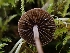  (Panaeolus acuminatus - HAY-F-000759)  @11 [ ] by (2023) Mandy Hackney Fungal Diversity Survey