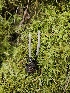  ( - HAY-F-000739)  @11 [ ] by (2023) Mandy Hackney Fungal Diversity Survey