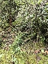  ( - HAY-F-000739)  @11 [ ] by (2023) Mandy Hackney Fungal Diversity Survey