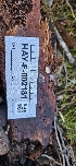  ( - HAY-F-002181)  @11 [ ] by-nc (2023) Thea Chesney Fungal Diversity Survey
