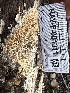  (Steccherinum sp. CA05 - HAY-F-001311)  @11 [ ] by-nc (2023) Aaron Tupac Fungal Diversity Survey