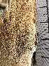  ( - HAY-F-001311)  @11 [ ] by-nc (2023) Aaron Tupac Fungal Diversity Survey
