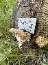  ( - HAY-F-001319)  @11 [ ] by-nc (2023) Aaron Tupac Fungal Diversity Survey