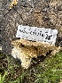  ( - HAY-F-001319)  @11 [ ] by-nc (2023) Aaron Tupac Fungal Diversity Survey