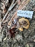  ( - HAY-F-001338)  @11 [ ] by-nc (2023) Aaron Tupac Fungal Diversity Survey