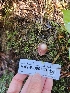  ( - HAY-F-000743)  @11 [ ] by (2023) Mandy Hackney Fungal Diversity Survey
