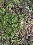  ( - HAY-F-000743)  @11 [ ] by (2023) Mandy Hackney Fungal Diversity Survey