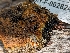  (Odontia - HAY-F-007942)  @11 [ ] by-nc (2023) Stu Pickell Fungal Diversity Survey