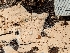  ( - HAY-F-002947)  @11 [ ] by-nc (2023) Stu Pickell Fungal Diversity Survey