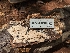 ( - HAY-F-002947)  @11 [ ] by-nc (2023) Stu Pickell Fungal Diversity Survey