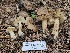  ( - HAY-F-000754)  @11 [ ] by (2023) Mandy Hackney Fungal Diversity Survey