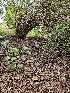  ( - HAY-F-000754)  @11 [ ] by (2023) Mandy Hackney Fungal Diversity Survey
