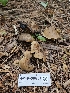  ( - HAY-F-000754)  @11 [ ] by (2023) Mandy Hackney Fungal Diversity Survey
