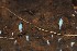  (Hirticlavula - HAY-F-001898)  @11 [ ] by-nc (2023) Warren Cardimona Fungal Diversity Survey