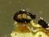  ( - HAY-F-002668)  @11 [ ] c (2023) Rudy Diaz Fungal Diversity Survey