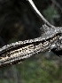  ( - HAY-F-002668)  @11 [ ] c (2023) Rudy Diaz Fungal Diversity Survey