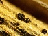 (Dothidea - HAY-F-002668)  @11 [ ] c (2023) Rudy Diaz Fungal Diversity Survey