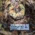  ( - HAY-F-001404)  @11 [ ] c (2023) Michelle C. Torres-Grant Fungal Diversity Survey