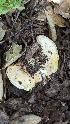  ( - HAY-F-001404)  @11 [ ] c (2023) Michelle C. Torres-Grant Fungal Diversity Survey