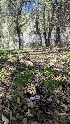  ( - HAY-F-001404)  @11 [ ] c (2023) Michelle C. Torres-Grant Fungal Diversity Survey