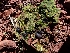 (Sarcosomataceae - HAY-F-001856)  @11 [ ] by-nc (2023) Sadie Hickey Fungal Diversity Survey