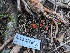  ( - HAY-F-005294)  @11 [ ] by-nc (2023) Stu Pickell Fungal Diversity Survey