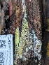  ( - HAY-F-002839)  @11 [ ] by-nc (2023) Stu Pickell Fungal Diversity Survey
