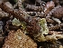  ( - HAY-F-001857)  @11 [ ] by-nc (2023) Sadie Hickey Fungal Diversity Survey
