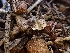 ( - HAY-F-001857)  @11 [ ] by-nc (2023) Sadie Hickey Fungal Diversity Survey