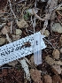  ( - HAY-F-001857)  @11 [ ] by-nc (2023) Sadie Hickey Fungal Diversity Survey