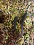  ( - HAY-F-001892)  @11 [ ] by-nc (2023) Sadie Hickey Fungal Diversity Survey