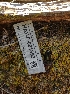  ( - HAY-F-001892)  @11 [ ] by-nc (2023) Sadie Hickey Fungal Diversity Survey