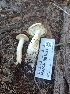  (Hygrophorus graveolens - HAY-F-001891)  @11 [ ] by-nc (2023) Sadie Hickey Fungal Diversity Survey
