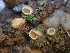  (Trichophaea sp. CA01 - HAY-F-001889)  @11 [ ] by-nc (2023) Sadie Hickey Fungal Diversity Survey