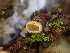  ( - HAY-F-001889)  @11 [ ] by-nc (2023) Sadie Hickey Fungal Diversity Survey