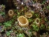  ( - HAY-F-001889)  @11 [ ] by-nc (2023) Sadie Hickey Fungal Diversity Survey