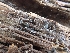  ( - HAY-F-001853)  @11 [ ] by-nc (2023) Sadie Hickey Fungal Diversity Survey