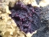  ( - HAY-F-001915)  @11 [ ] by-nc (2023) Sadie Hickey Fungal Diversity Survey