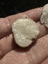  ( - HAY-F-002676)  @11 [ ] c (2023) Rudy Diaz Fungal Diversity Survey