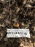  ( - HAY-F-002676)  @11 [ ] c (2023) Rudy Diaz Fungal Diversity Survey