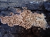  ( - HAY-F-001863)  @11 [ ] by-nc (2023) Sadie Hickey Fungal Diversity Survey