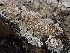 ( - HAY-F-001863)  @11 [ ] by-nc (2023) Sadie Hickey Fungal Diversity Survey