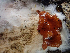  ( - HAY-F-003072)  @11 [ ] by-nc (2023) Dean Lyons Fungal Diversity Survey