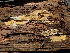  ( - HAY-F-003076)  @11 [ ] by-nc (2023) Dean Lyons Fungal Diversity Survey