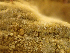  ( - HAY-F-003076)  @11 [ ] by-nc (2023) Dean Lyons Fungal Diversity Survey