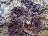  (Trichaptum - HAY-F-003077)  @11 [ ] by-nc (2023) Dean Lyons Fungal Diversity Survey