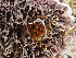  ( - HAY-F-003077)  @11 [ ] by-nc (2023) Dean Lyons Fungal Diversity Survey